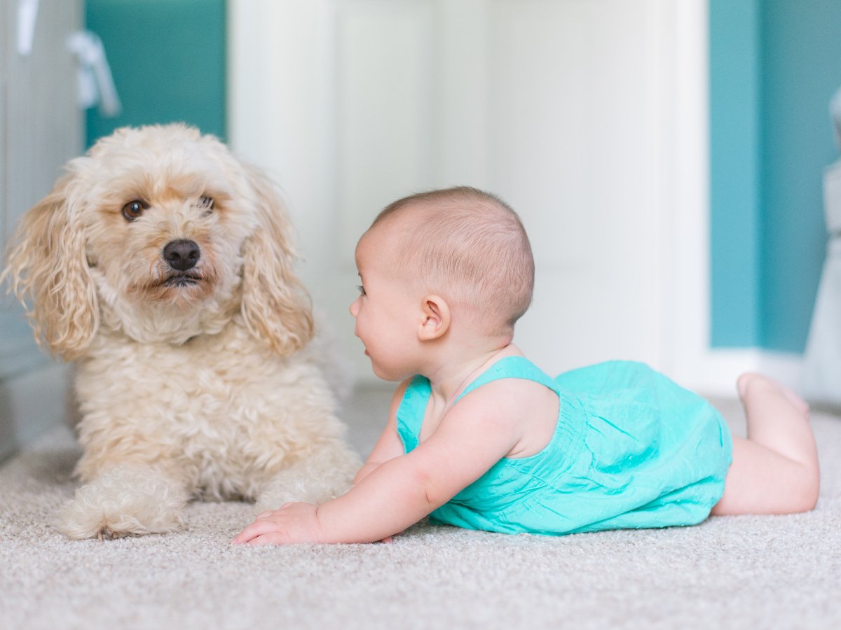 baby kid with white dog on a white carpet from The Carpet Store in Oklahoma City, OK